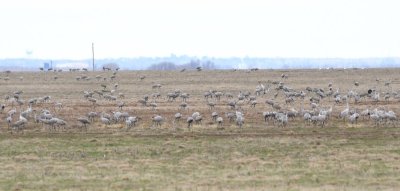 Sandhill Cranes on the north side of Highway 70, Tillman County, OK