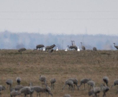 Four Snow/Ross's Geese among Sandhill Cranes on the north side of Highway 70