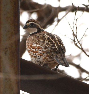 Northern Bobwhite at the cotton gin SE of Hackberry Flat WMA on Highway 70, Tillman County, OK