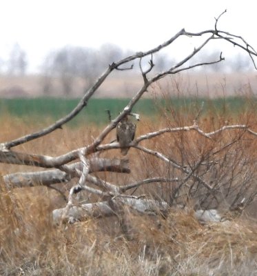 I think the Mourning Doves we scared up as we were approaching the cotton gin alerted the Great Horned Owl, which flew far into the field to the north and landed on a snag with its head behind a branch.