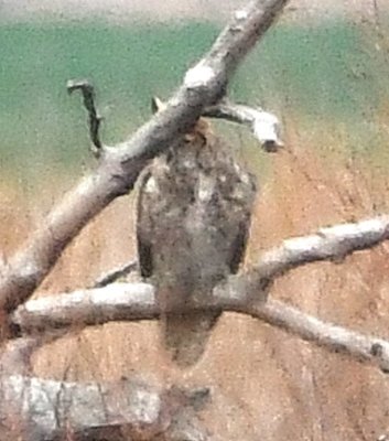 Close-up of the Great Horned Owl--you can see a horn sticking out from behind the branch