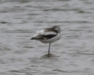 Lone American Avocet at the reservoir at Hackberry Flat WMA, Tillman County, OK