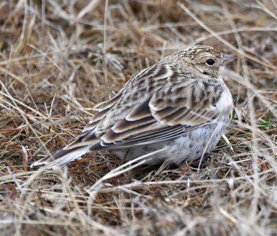 Chestnut-collared Longspur near the shoulder of Cache Meers Road (Highway 49) in WMWR