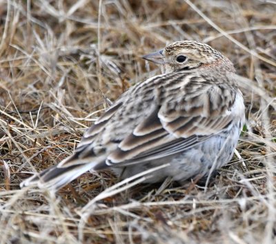 Chestnut-collared Longspur