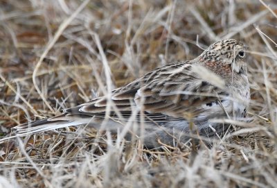 In this photo, you can see a little of the chestnut color on this Chestnut-collared Longspur.