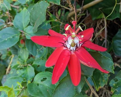 We learned the red passionflower in the wall of flowers is so-named for the blood red of the flower petals, the 12 petals that represent the 12 apostles and the cross shape of the stamens.