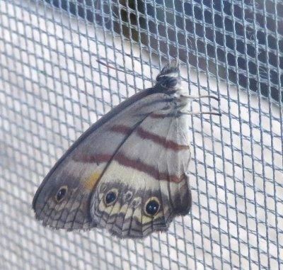 Mary found this butterfly on the screen of our open window.
