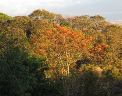 We learned this orange-flowered Poro tree (Erythrina poeppigiana) was a favorite of a variety of birds.