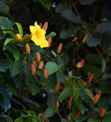 A blossom and buds of a yellow trumpet-shaped flower on the wall