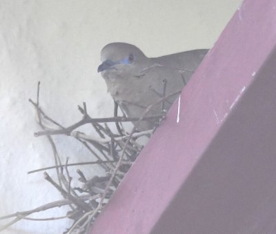 A White-winged Dove peeking out from its nest on a gutter on the hotel wall
