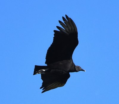 One of many Black Vultures we saw