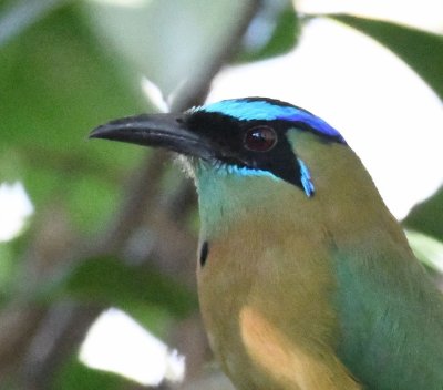 Lesson's Motmot (digiscoped by our guide, Chito)