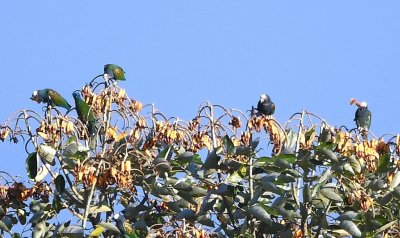 When the birds turned to the sun, we could easily tell they were White-crowned Parrots.