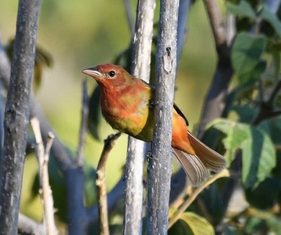 First spring male Summer Tanager