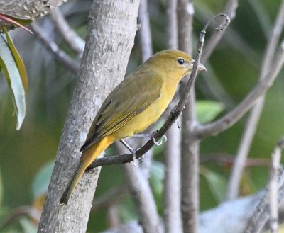 Profile of female Summer Tanager