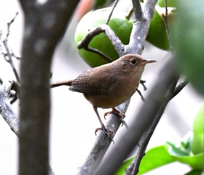 This House Wren was calling from the hedge that bordered the hotel lawn.