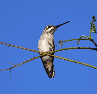 Plain-capped Starthroat showing the white stripe behind the eye that distinguishes it from the Long-billed Starthroat