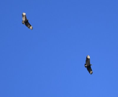 Two Black Vultures soaring overhead with their white patches reflecting in the afternoon sun