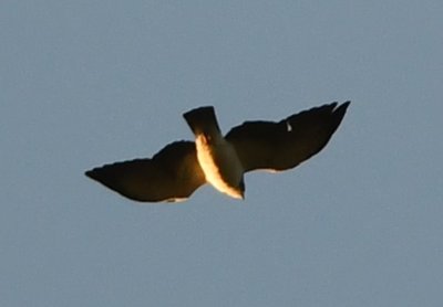 This bad photo of a Short-tailed Hawk does not look like the drawings in the field guide.