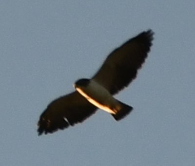 This Short-tailed Hawk photo looks a little more like some I found online.