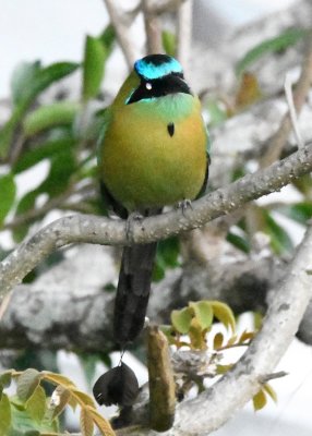 Motmots often have a black dot of feathers in the middle of the breast.