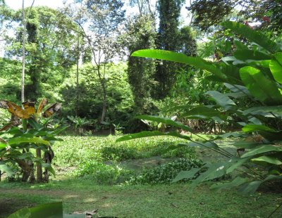 A broader look at the little marsh where we saw the Green Heron, White-winged Becard, and the nesting Orange-collared Manakin.