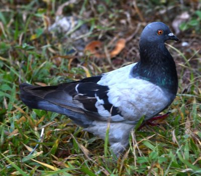 Rock Pigeon