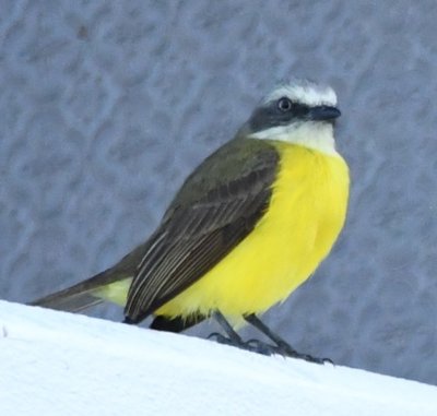 Social Flycatcher