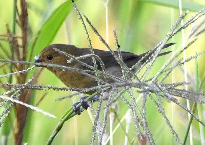 Female Variable Seedeater, pulling on a seed head