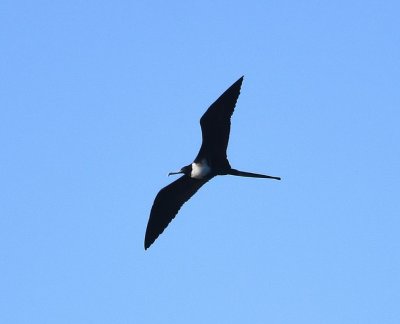 Female Magnificent Frigatebird, flying over the gulf