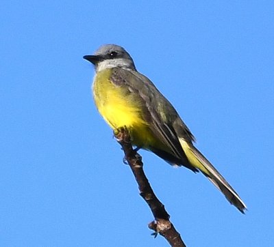 Tropical Kingbird
