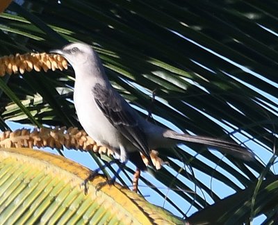 Tropical Mockingbird