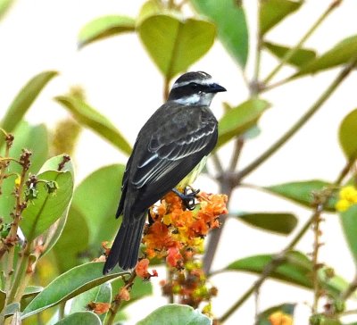 Piratic Flycatcher
