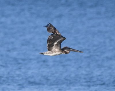 Brown Pelican, flying low over the gulf