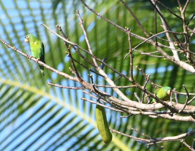 Orange-chinned Parakeets