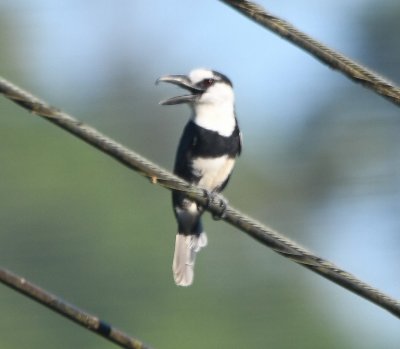 On the road into the lodge, we saw a White-necked Puffbird.