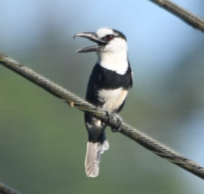 White-necked Puffbird, through the window of our bus