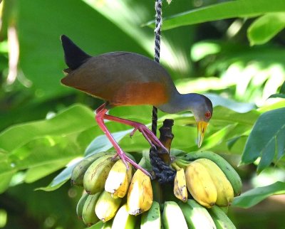 We got to Esquinas Rainforest Lodge and sat down to breakfast across from a small pond. On the other side of the pond was a hanging banana feeder and this Gray-cowled Wood-Rail came in to partake.