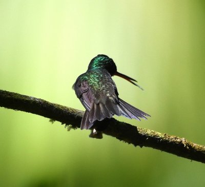 Charming Hummingbird