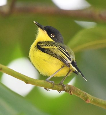 Common Tody-Flycatcher