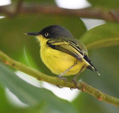 Common Tody-Flycatcher