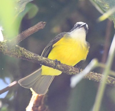 Social Flycatcher