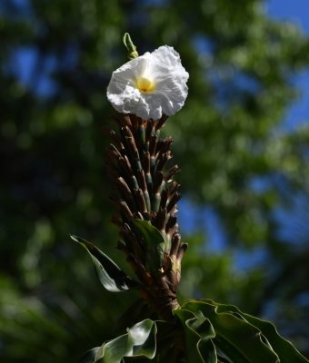 A British woman told Mary this plant is in the ginger family and blooms only one flower at a time, so the branches won't be too weighted and droop.