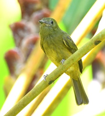 Ochre-bellied Flycatcher?