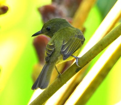 Ochre-bellied Flycatcher?