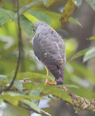 A reticent Roadside Hawk