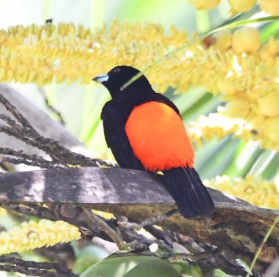 Male Scarlet-rumped Tanager
The camera does not do justice to the red feathers.