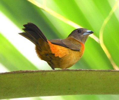 Female Scarlet-rumped Tanager
