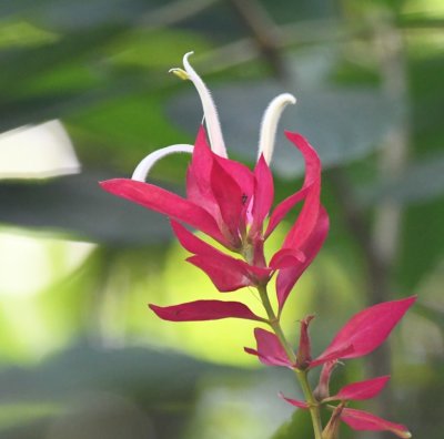 White and magenta flower