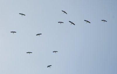 Wood Storks circling overhead